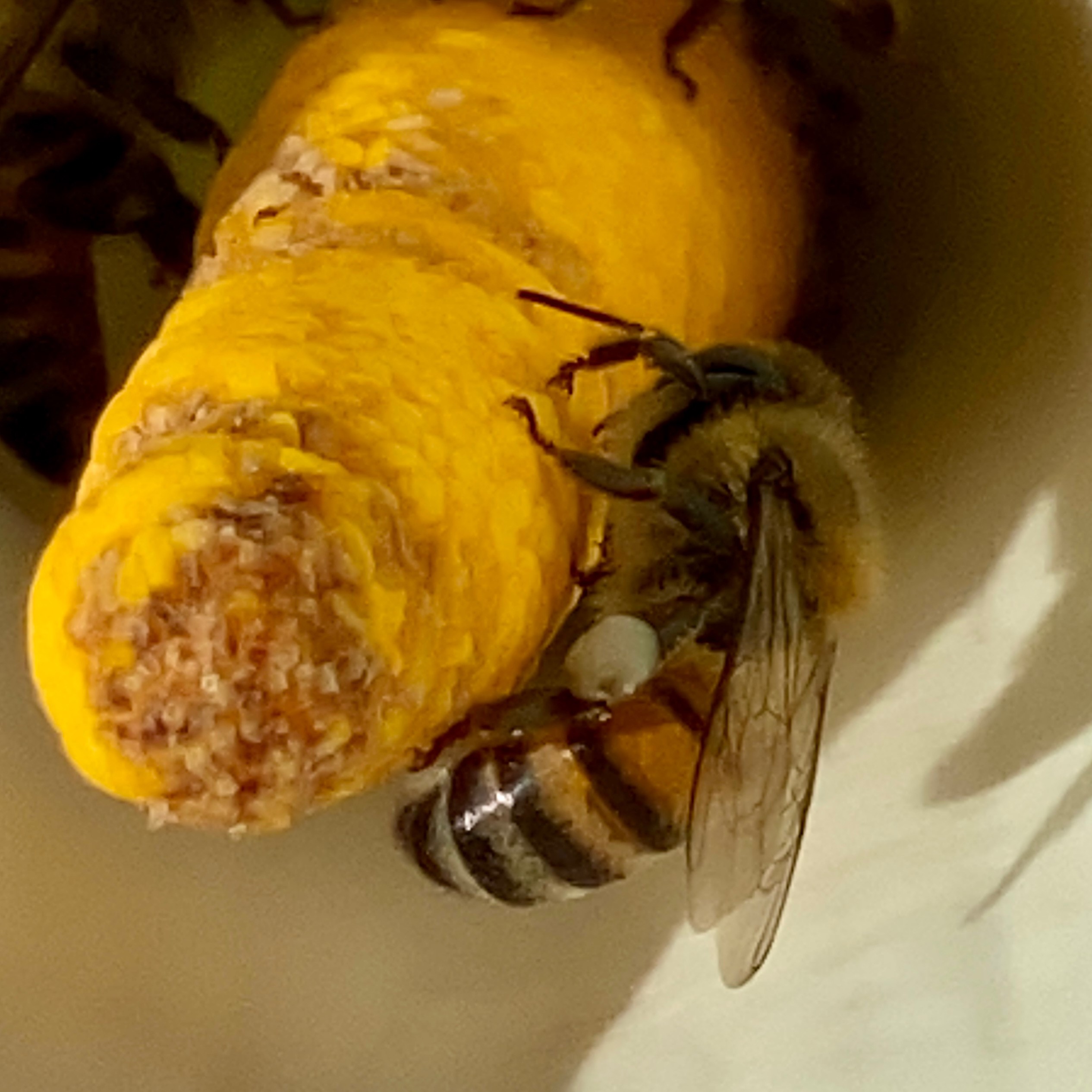 A bee on a honeycomb