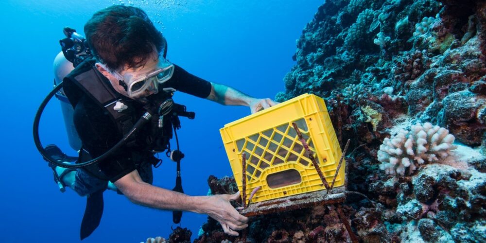 A scuba diver attaches a box to a coral reef