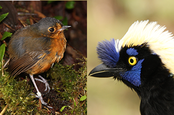 Slaty-crowned ant pitta and green jay